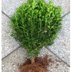 万年青树苗冬青绿植大树盆栽耐寒四季常青