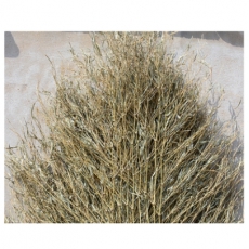 谋福23环卫大扫把户外扫院子扫帚竹笤帚竹扫把【定制】7号新款扫把（高1.6米宽0.6米）