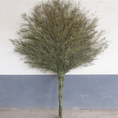 环卫扫把笤帚扫帚 扫马路竹扫把 竹扫帚大扫把 大竹扫竹子